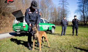 Esche avvelenate per cani nelle campagne di Cherasco, indagano i Carabinieri Forestali