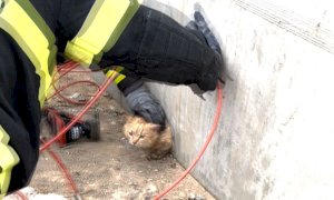 Gattino in pericolo a Villanova Mondovì, lo salvano i pompieri
