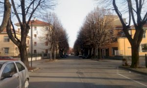 Fossano, ancora polemiche sui tigli di corso Colombo: 