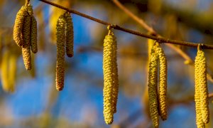 La pollinazione anticipata 