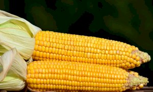 Agroalimentare, allerta sui prezzi: “L’Ucraina è il secondo fornitore di mais, servono interventi”