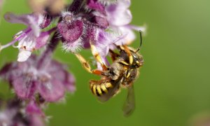 A Valdieri sorgerà un’oasi fiorita con il progetto +Api