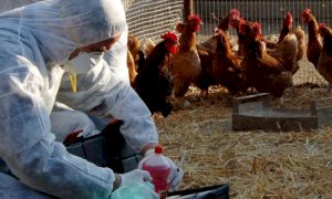 Casi di influenza aviaria in un allevamento di Pianfei
