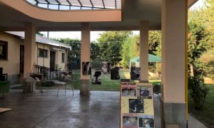 La LIDA di Cuneo lancia una raccolta cibo per cani e gatti dell'Ucraina