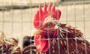 Debellato il focolaio di influenza aviaria in un allevamento a Pianfei