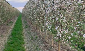 Cia Cuneo spiega come sta cambiando il servizio di assistenza in campo per frutticoltura e castanicoltura