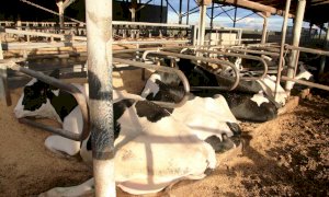 “Gli allevatori di bovini da latte sono al collasso, non coprono più le spese di produzione”