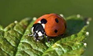 Cherasco, aperto il concorso di disegno naturalistico per il calendario 2023