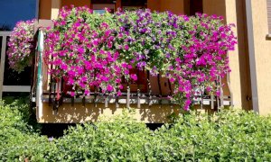 Il concorso “Alba in fiore” premia i migliori allestimenti floreali della città