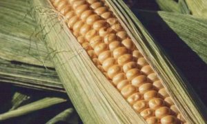 Ucraina, Coldiretti Cuneo: 