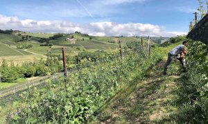Cia Cuneo: “Soddisfazione per l’ok definitivo al Senato della Legge sull’agricoltura biologica”