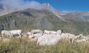 “Gli allevatori di bovini di Razza Piemontese vendono a prezzi più bassi dei costi di produzione”