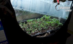 In casa aveva cocaina, marijuana e migliaia di euro in contanti: arrestato