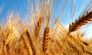 Ucraina, Coldiretti Cuneo: 