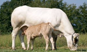 A Cuneo gli Stati Generali della Razza Bovina Piemontese