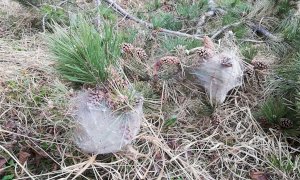 L’area della Roccarina in valle Pesio infestata dalla processionaria del pino