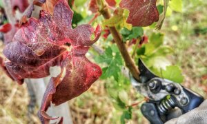 I consigli di Cia Cuneo per combattere la flavescenza dorata che può colpire la vite