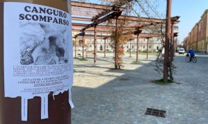 Anche a Cuneo l'appello per ritrovare un fantomatico canguro scomparso