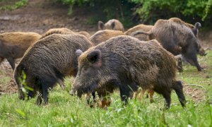 Da Pro Natura un esposto al Prefetto contro un'ordinanza del sindaco di Sommariva Perno
