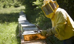 Ventidue postazioni per produrre miele di qualità nel Parco del Marguareis