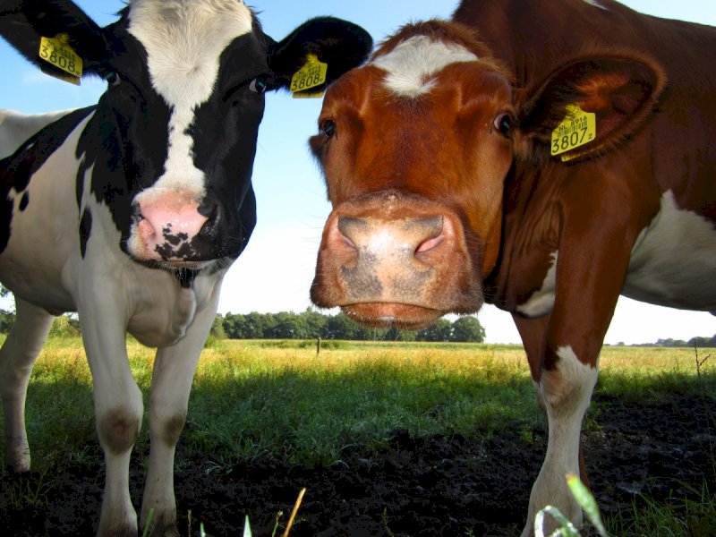 L’UE allarga la direttiva sulle emissioni industriali all’allevamento bovino. Bergesio: “Inaccettabile”