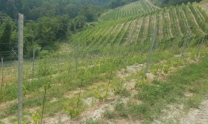 Cia Cuneo: “C’è il bando sulla campagna 2022-2023 per la ristrutturazione e la riconversione dei vigneti”