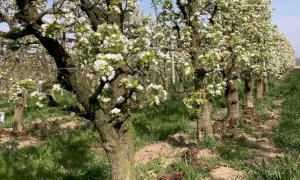 Cia Cuneo: “Bando aperto per aiutare le aziende nella conversione al biologico delle produzioni” 