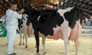 Piemontese e Frisona in mostra a Saluzzo sabato 30 aprile e domenica 1° maggio 