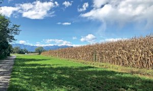 In Piemonte quest’anno si coltiveranno 13.000 ettari di seminativi in più rispetto al 2021