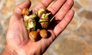 Nasce l’Osservatorio Progetto “Nocciola di qualità”