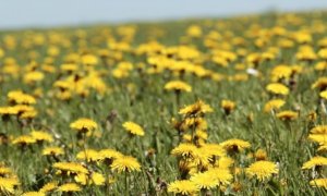 A Revello “Non chiamiamole erbacce”, laboratorio sulle erbe primaverili per bambini e ragazzi