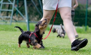 Una sfilata di cani in piazza Virginio per aiutare i non vedenti