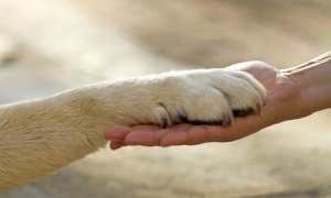 Pet Therapy, la Regione annuncia la ripresa delle attività con un nuovo protocollo sanitario