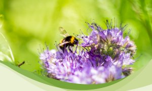 Giornata della Terra, a Cuneo cinque orti bio affidati agli utenti del Consorzio Socio Assistenziale