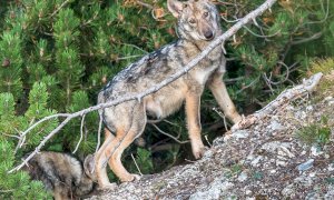 La popolazione dei lupi nelle regioni alpine italiane è in aumento