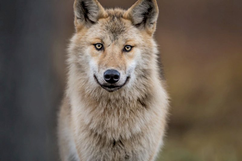 Report sulla presenza del lupo, la Regione: "Sono numeri insostenibili"