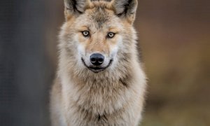 Report sulla presenza del lupo, la Regione: 