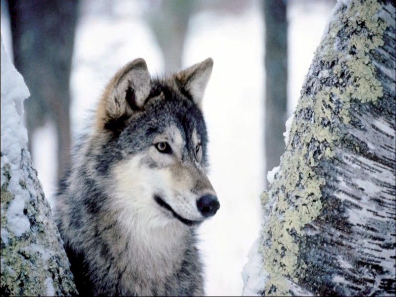 L'allarme di Confagricoltura: "Troppi lupi in Piemonte, occorre intervenire"