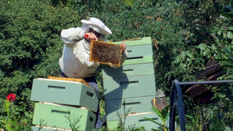 Buon inizio per la stagione del miele nel Cuneese, ma è allarme per i furti di alveari