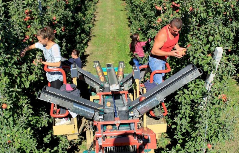 Coldiretti Cuneo: "Il consumo di frutta aumenta, ma mancano i braccianti per la raccolta"