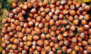 Soluzioni di risparmio energetico utilizzando eco-materiali come la biomassa delle nocciole