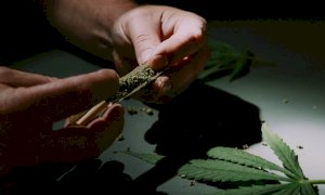 Storica sentenza sull’uso della cannabis terapeutica a Cuneo: assolto un 31enne di Piasco