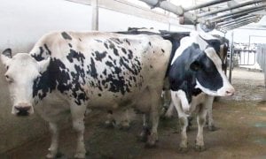 Cia Cuneo: “Gli allevatori di bovini da latte vivono un momento di grande incertezza”