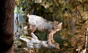 Riapre il Centro Visita Alevè di Casteldelfino