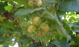 “Al momento le piante di nocciole sono cariche del frutto, ma fino a metà luglio la produzione è a rischio”