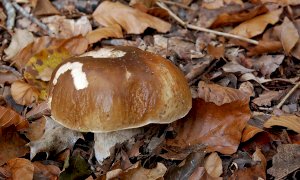 Per i funghi serve il titolo di raccolta (ma ora è valido per tutta la regione)