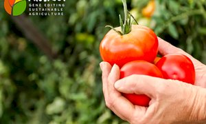 Miglioramento genetico delle piante: se ne parla a Cuneo in un workshop sulle tecniche di evoluzione assistita