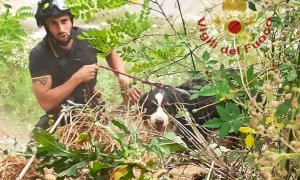 Pericolo scampato: i pompieri salvano un cane dal Tanaro