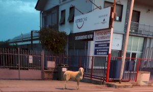 Una mobilitazione per salvare la pecora in fuga dal mattatoio di Borgo: “Si è guadagnata la libertà”