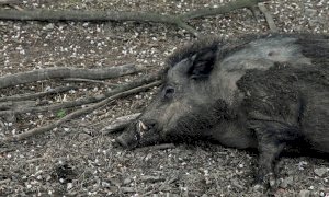 Peste suina, nuova ordinanza. Confagricoltura: 
